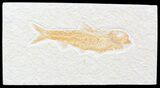 Detailed, Knightia Fossil Fish - Wyoming #42397-1